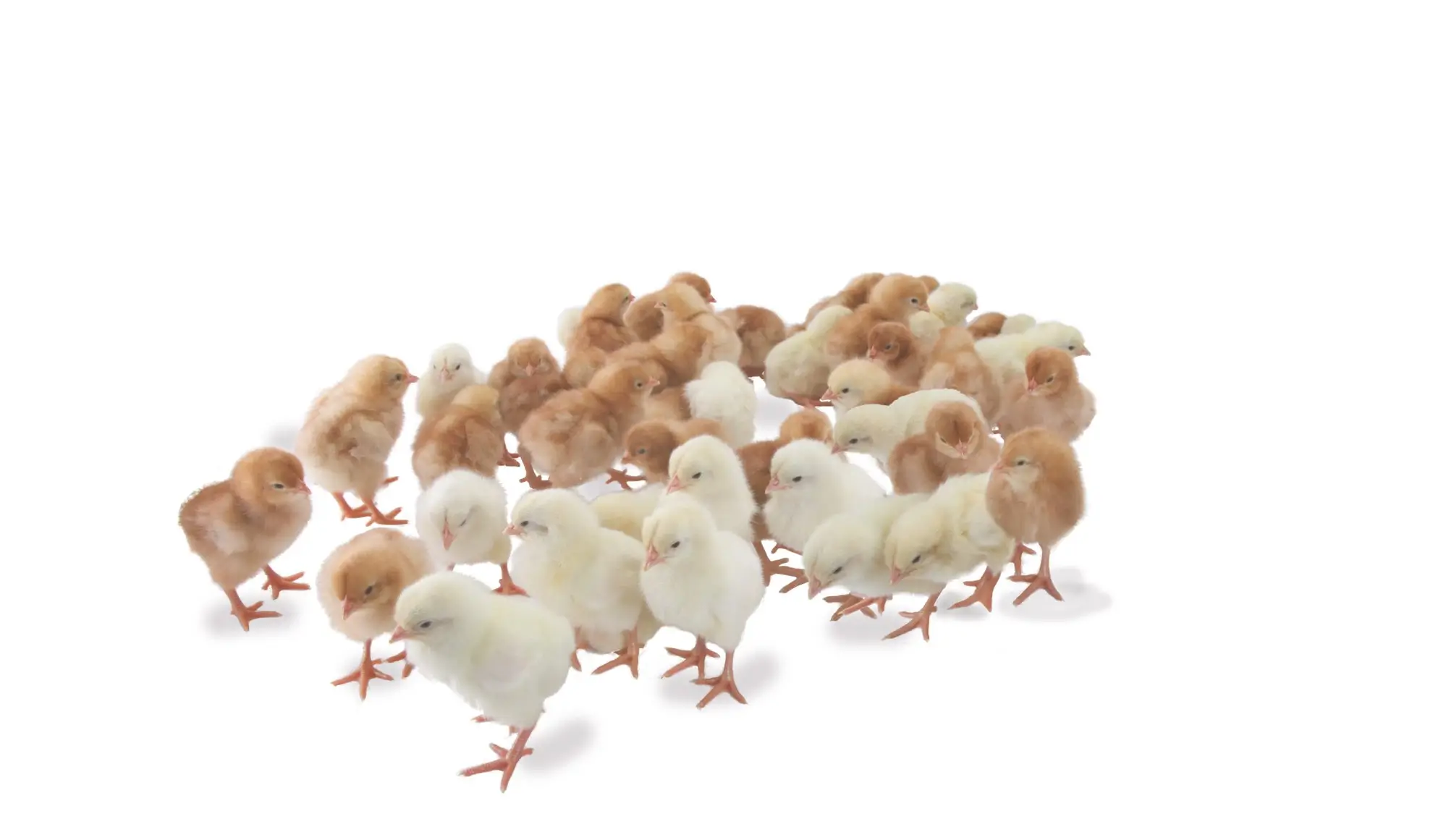 A large group of day-old Hens Paradise layer chicks clustered together